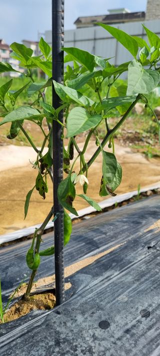 유일무님의 고추 · 병해충상담 작성글 사진