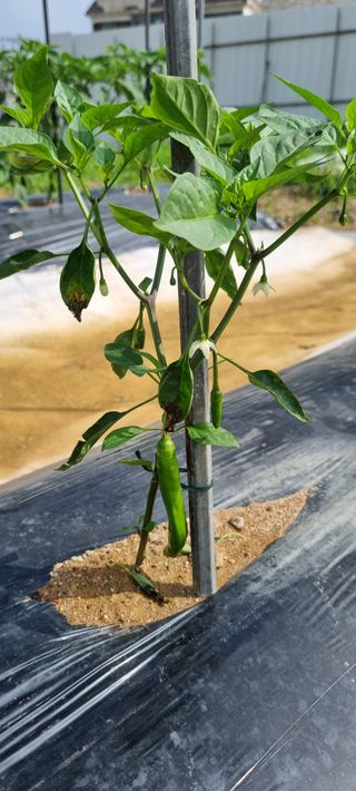 유일무님의 고추 · 병해충상담 작성글 사진