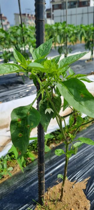 유일무님의 고추 · 병해충상담 작성글 사진