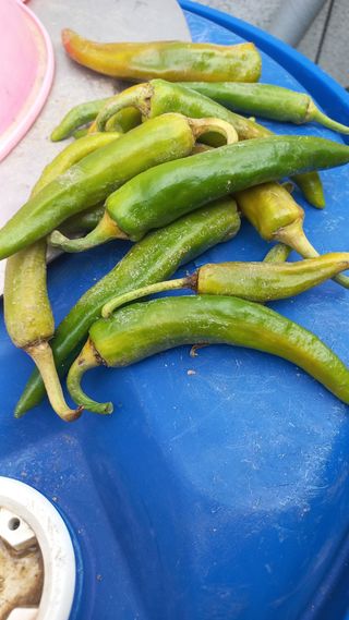 송월명님의 고추 · 병해충상담 작성글 사진