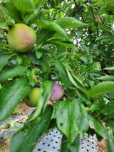 팜모닝 토마토·병해충상담 게시글 이미지