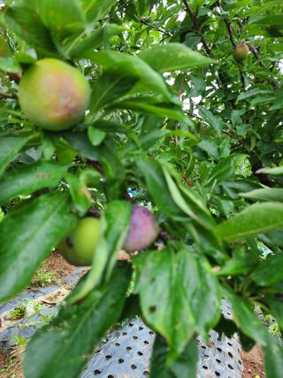 신규현님의 토마토 · 병해충상담 작성글 사진