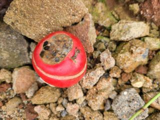 신규현님의 토마토 · 병해충상담 작성글 사진