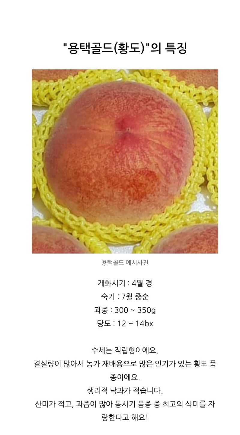 장터 상품 [용택골드(황도) 복숭아 3년생 결실주 포트묘] 썸네일