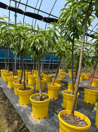 일심묘목농원님의 작성글 사진