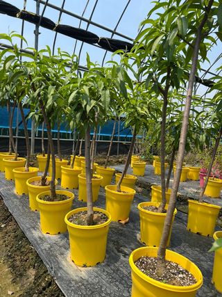 일심묘목농원님의 작성글 사진