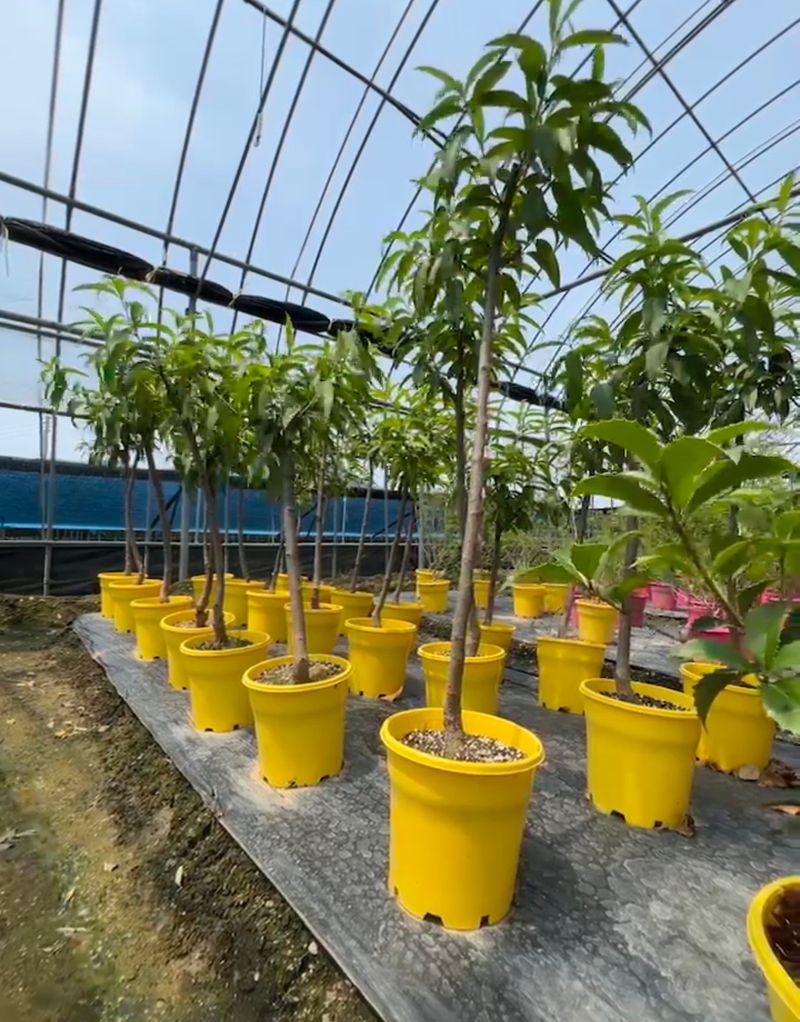 일심묘목농원님의 장터 판매 상품 [용택골드(황도) 복숭아 3년생 결실주 포트묘] 첨부 사진