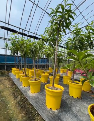 일심묘목농원님의 작성글 사진