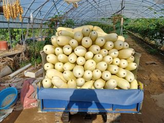 879412님의 오이 · 자유게시판 작성글 사진