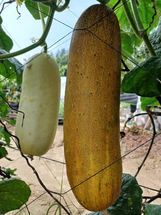 879412님의 오이 · 자유게시판 작성글 사진