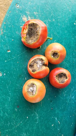 블랙타이거님의 토마토 · 병해충상담 작성글 사진