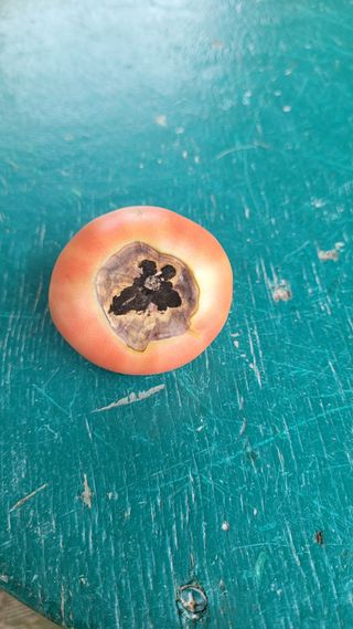 블랙타이거님의 토마토 · 병해충상담 작성글 사진