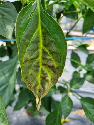 마늘6843님의 매일매일 농사공부 · 자유게시판 작성글 사진