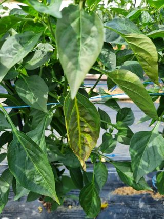 마늘6843님의 매일매일 농사공부 · 자유게시판 작성글 사진