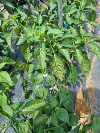 마늘6843님의 매일매일 농사공부 · 자유게시판 작성글 사진