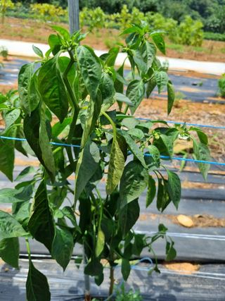 마늘6843님의 매일매일 농사공부 · 자유게시판 작성글 사진