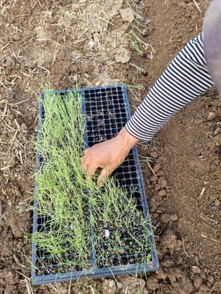 배지효님의 파 · 자유게시판 작성글 사진