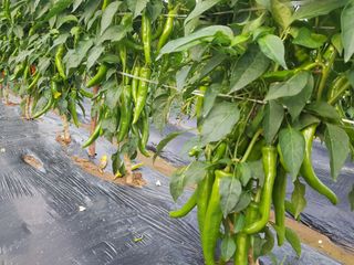 박귀님의 고추 · 일상 작성글 사진