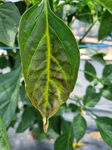 팜모닝 팜모닝 병해충 연구회·병해충상담 게시글 이미지