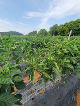 팜모닝 고추·병해충상담 게시글 이미지