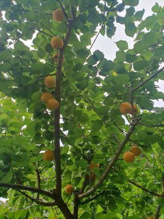 인생은 소풍처럼님의 자두 · 자유게시판 작성글 사진