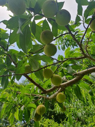 인생은 소풍처럼님의 자두 · 자유게시판 작성글 사진