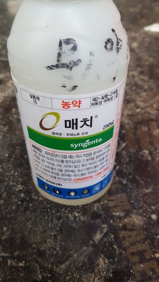 박지우님의 최고의 제초제는 무엇인가요? · 참여 작성글 사진