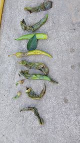 팜모닝 고추·병해충상담 게시글 이미지