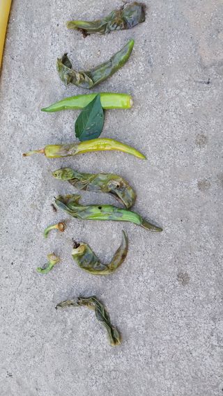 정호욱님의 고추 · 병해충상담 작성글 사진