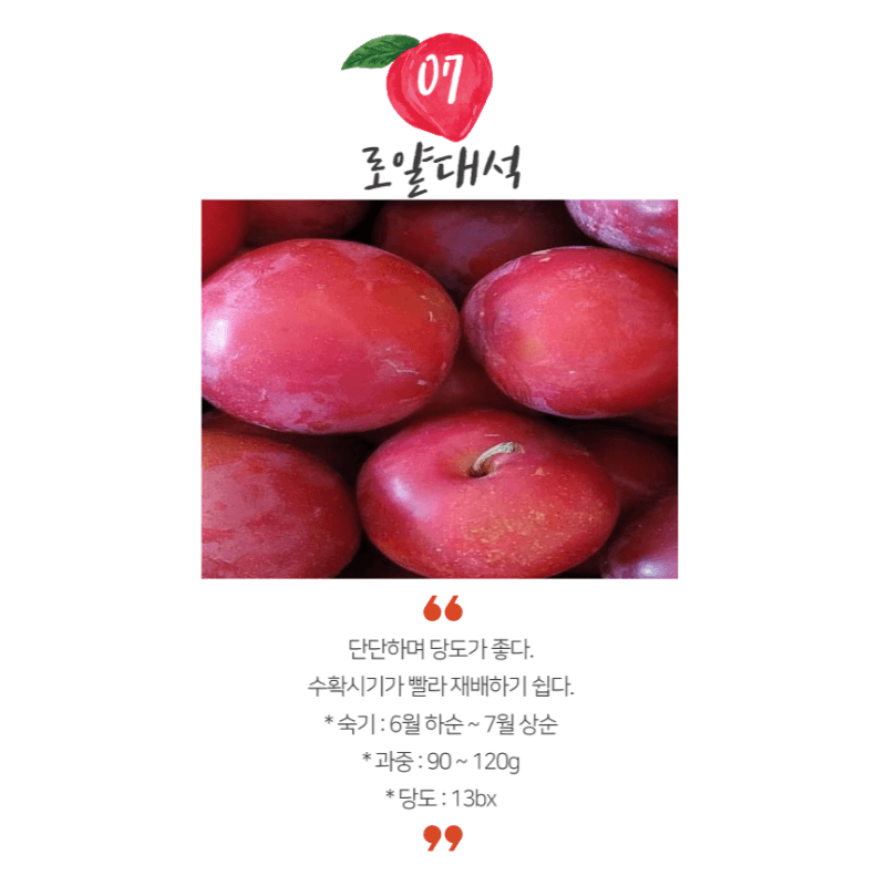 장터 상품 [로얄대석 자두 3년생 결실주 포트묘] 썸네일