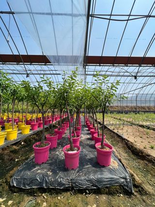 일심묘목농원님의 작성글 사진