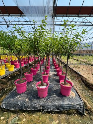 일심묘목농원님의 작성글 사진