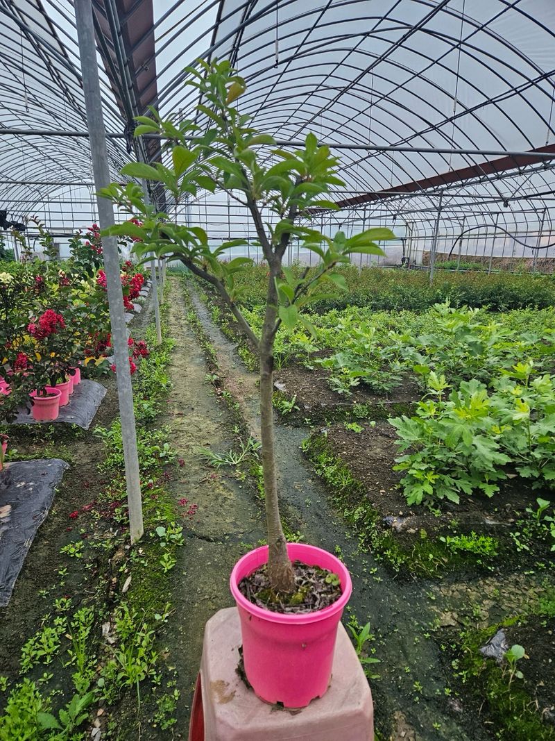 일심묘목농원님의 장터 판매 상품 [로얄대석 자두나두 3년생 결실주 포트묘] 첨부 사진