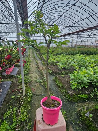 일심묘목농원님의 작성글 사진