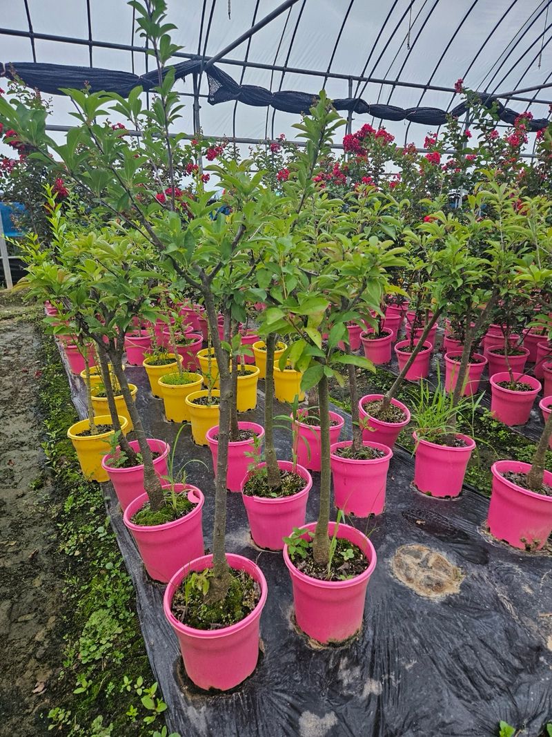 일심묘목농원님의 장터 판매 상품 [로얄대석 자두나두 3년생 결실주 포트묘] 첨부 사진