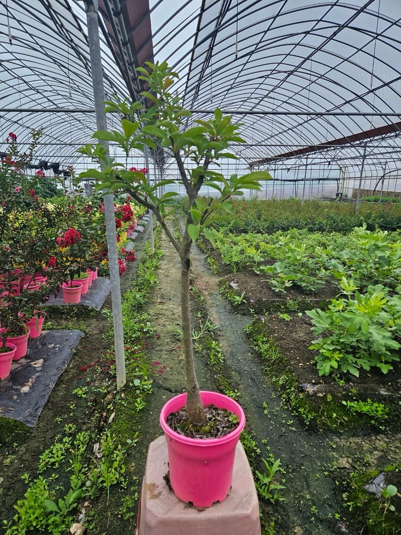 일심묘목농원님의 장터 판매 상품 [로얄대석 자두나두 3년생 결실주 포트묘] 첨부 사진