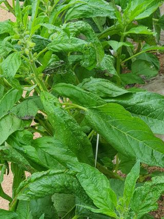 호박17099님의 참깨 · 병해충상담 작성글 사진