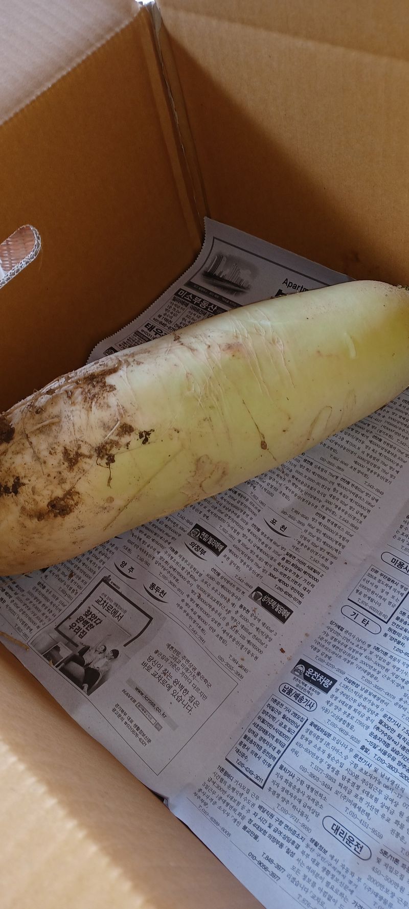 장터 상품 [고랭지무10개] 썸네일