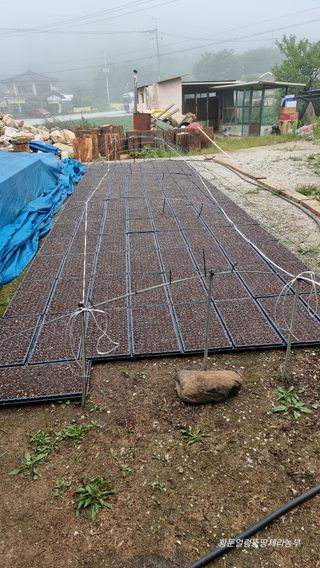 황둔얼렁뚱땅체리농부님의 들깨 · 자유게시판 작성글 사진