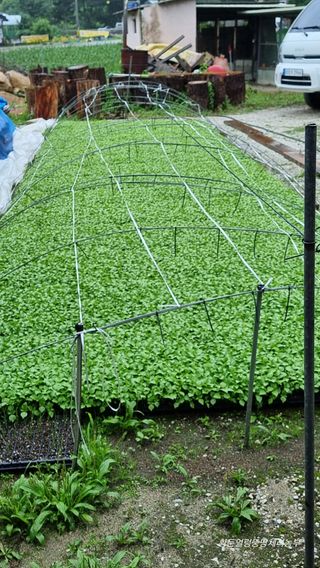 황둔얼렁뚱땅체리농부님의 들깨 · 자유게시판 작성글 사진