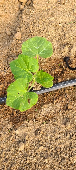 휴먼님의 호박 · 병해충상담 작성글 사진