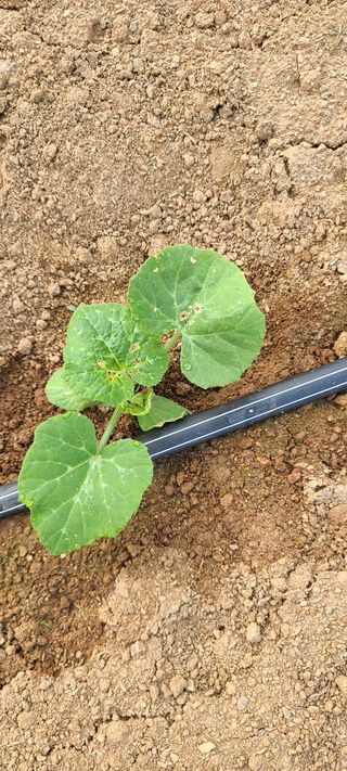 휴먼님의 호박 · 병해충상담 작성글 사진