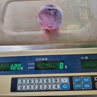 곽철수님의 자두 · 자유게시판 작성글 사진