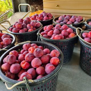 곽철수님의 자두 · 자유게시판 작성글 사진