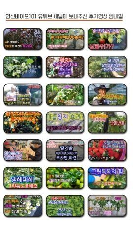 그린톡톡님의 장터 판매 상품 [101그린톡톡 100g(20g/5개/개당100평)] 첨부 사진