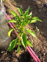 팜모닝 고추·병해충상담 게시글 이미지