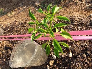 딱주님의 고추 · 병해충상담 작성글 사진