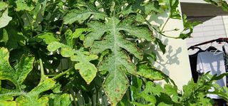 감11845님의 기타작물 · 병해충상담 작성글 사진