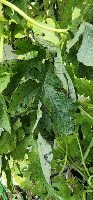 감11845님의 기타작물 · 병해충상담 작성글 사진