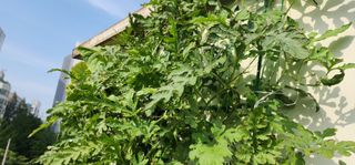 감11845님의 기타작물 · 병해충상담 작성글 사진